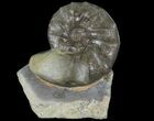 Unusual, Triassic Ammonite (Ceratites) Fossil - Germany #94059-1